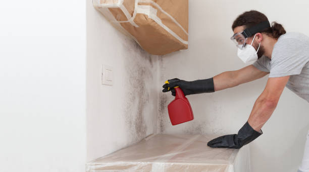 Professional Black Mold Remediation technician working in Stevens, PA