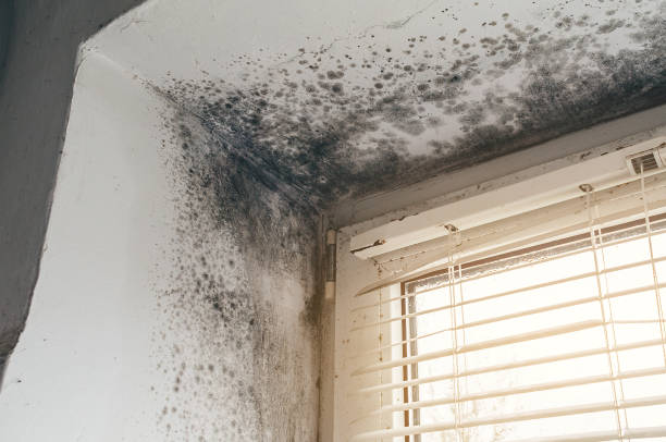 Affordable Black Mold Remediation solutions in Stevens, PA