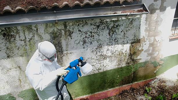 Top rated local Black Mold Remediation specialists in Stevens, PA
